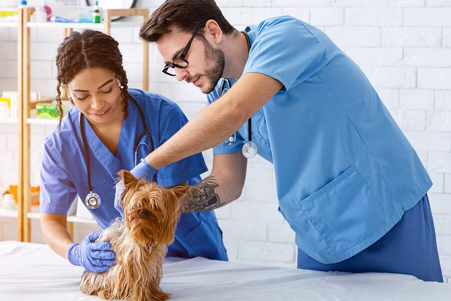 Veterinary-Office-Insurance-Veterinary-Health-Care-Team-With-Dog-Patient